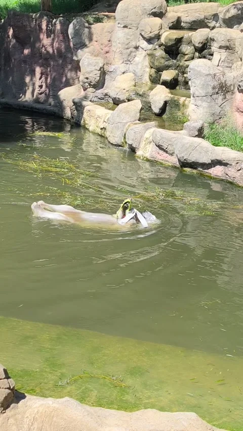 Funny Polar Bear Floating On Back Playing With Toy In Water At Zoo Stock Footage 340227841