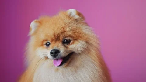 Funny Pomeranian Spitz with fluffy red fur in a grooming salon, slow motion 4K Stock Footage 293743432