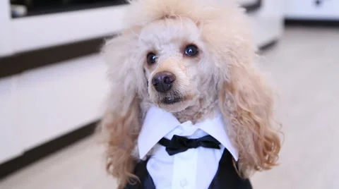 Funny Poodle Dog dressed up in a suit