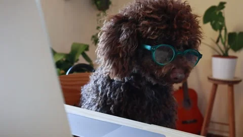 Funny poodle dog with eyeglasses working on a laptop Stock-Footage 333621053