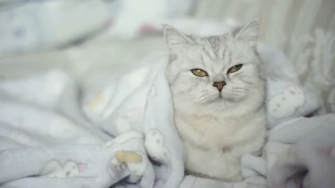 Funny portrait of a beautiful light cat. Stock Footage 172549110