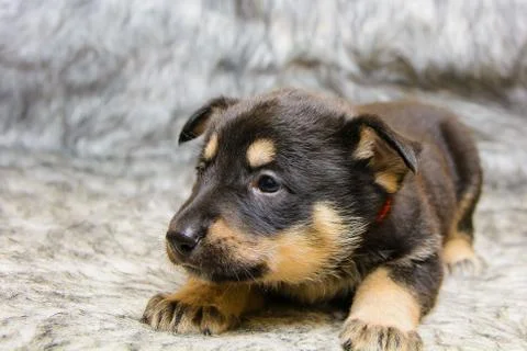 Funny portrait of a cute puppy on the couch. New beloved family member. Littl Stock Photos