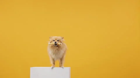 Funny Portrait of a Cute Spitz Puppy Isolated on a Vibrant Yellow Background  Stock Footage 275946853