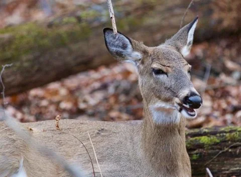 Funny portrait of a deer Stock Photos