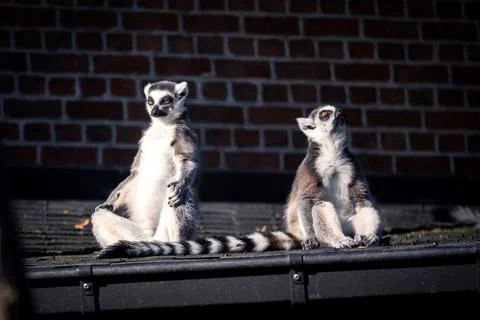 A funny portrait of two ring tailed lemurs. One animal is very serious and .. Stock Photos