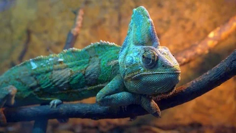 Funny portrait Veiled Chameleon close-up Stock Footage 88514630