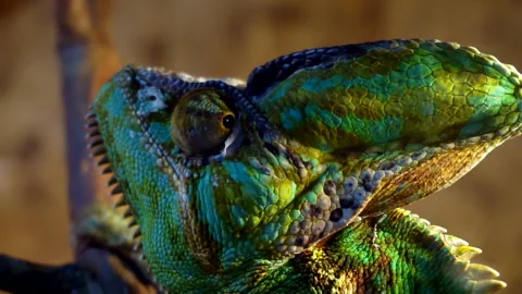 Funny portrait Veiled Chameleon close-up. Stock Footage 137897772