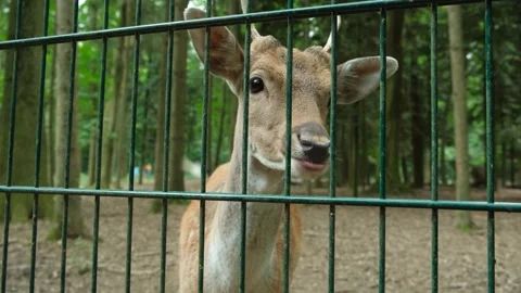 Funny portrait of a young fallow deer chewing food behind a fence. Stock Footage 345715781