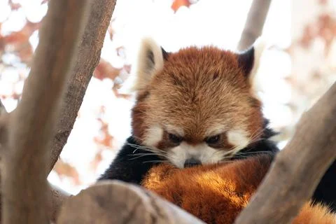 Funny Pose of ed Panda, Lesser Panda Stock Photos