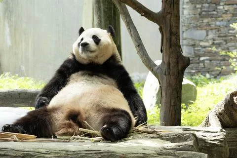 Funny Pose of a panda returned from South Korea, Fu Bao Stock Photos