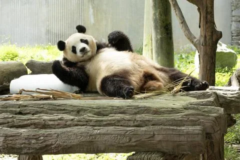 Funny Pose of a panda returned from South Korea, Fu Bao Stock Photos