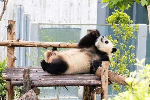 Funny pose of sleeping panda, Chengdu 库存照片