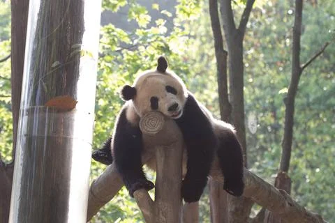 Funny Pose of Sleeping Panda Stock Photos