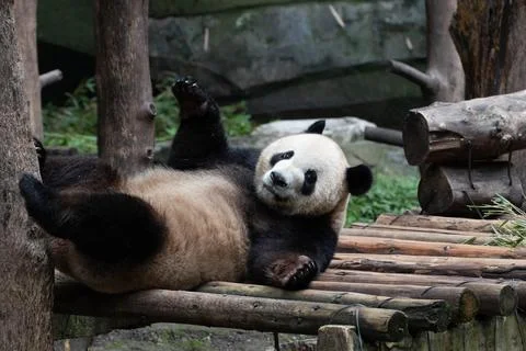 Funny Pose of Sleepy Panda Stock Photos