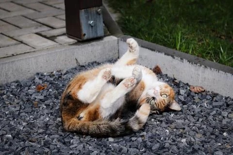 Funny position of the colored cat rolls around on the rocks, wearily trying t Stock Photos