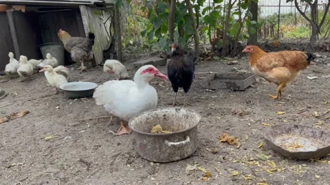 Funny poultry Stock Footage 163155763