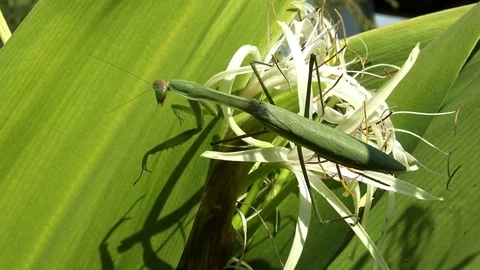 Funny praying mantis Stock Footage 75013117