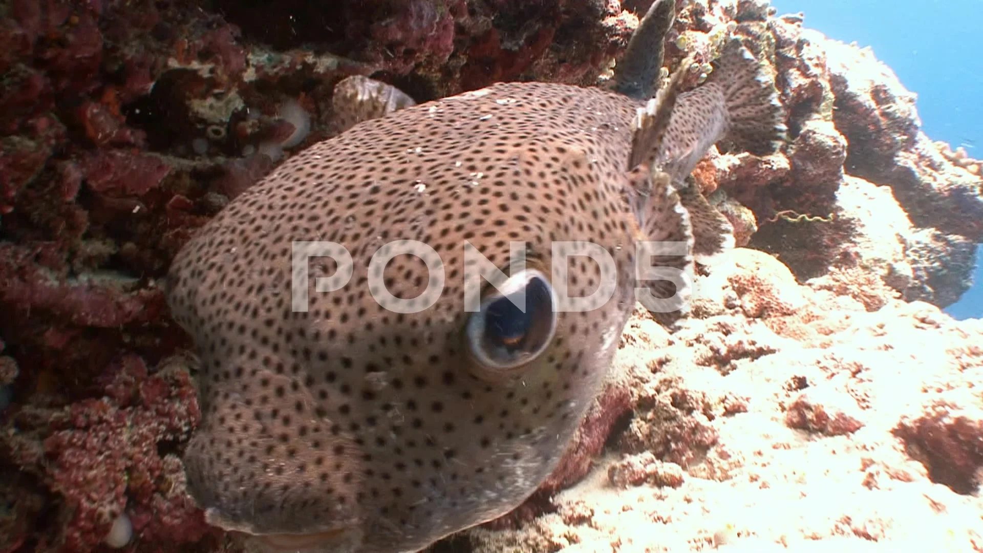 Funny puffer fish. Diving in the Indian ... | Stock Video | Pond5