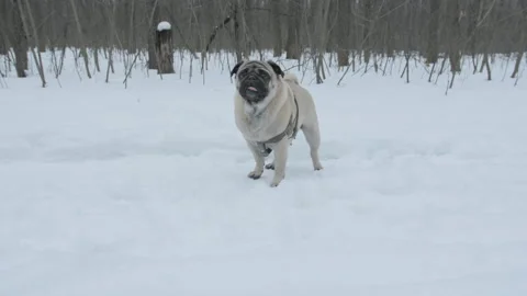 Funny pug dog alone at cold winter park. Sneeze. Looking around Stock Footage 165225073