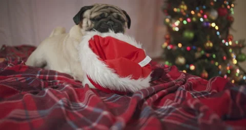 Funny pug dog biting, want to tear Santa Claus hat. Bad Christmas, hate Stock Footage 165164190