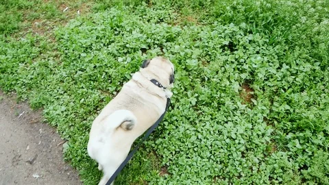 Funny pug dog digging on the green lawn Stock Footage 107976776