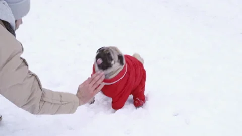 Funny pug dog jumping, playing dressed in red overalls. Winter Video stock 87859839