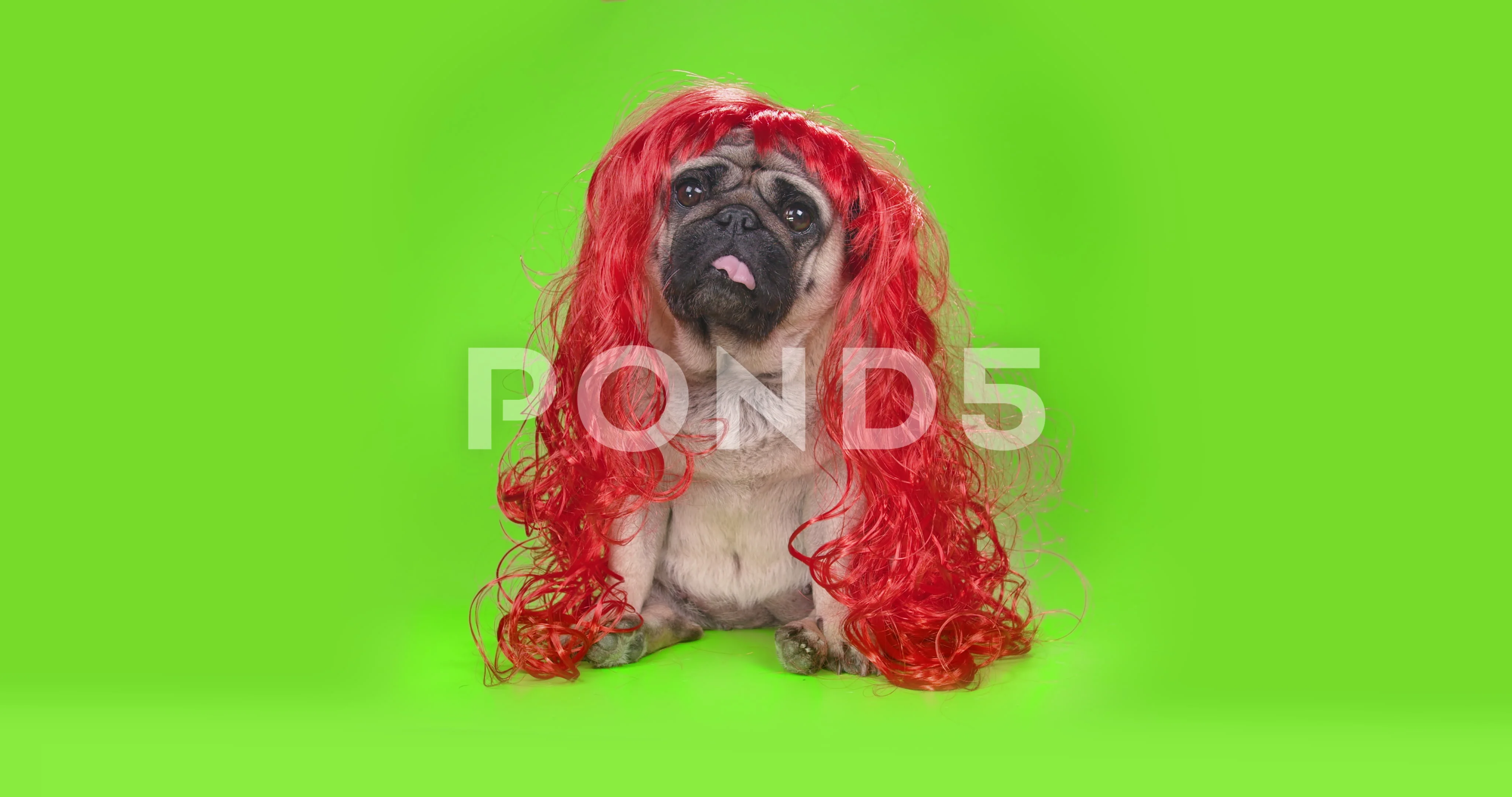 Funny pug dog in long red wig. Tilting head in surprise. Green screen