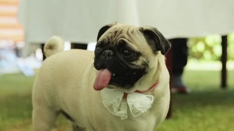 Funny pug dog looking pitifully staying in comical pose outdoor. Looking Stock Footage 196006260