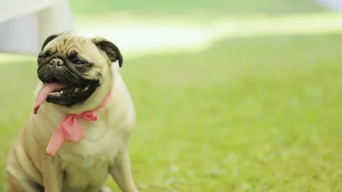 Funny pug dog looking pitifully sitting in comical pose. Looking surprised, tilt Video stock 196006294