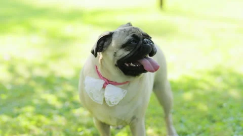 Funny pug dog looking pitifully. Looking surprised, tilt head. Pet health safety Video stock 196006300