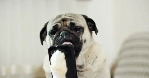 Funny pug dog looking some app. Smartphone in fake paw. Joke, prank, humor Stock Footage 115064153