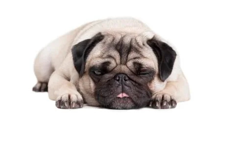 Funny pug dog lying down Stock Photos