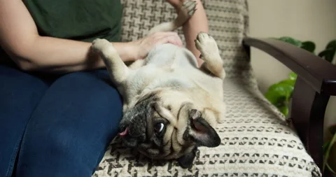 Funny pug dog lying upside down, belly up. Owner petting, stroking belly Vídeos de archivo 162409415