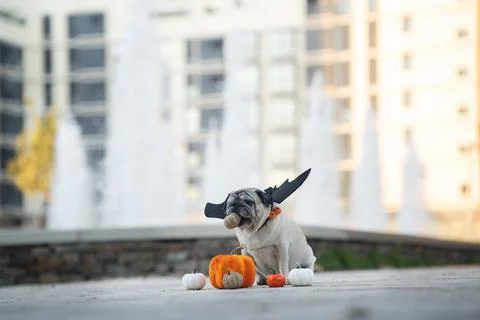 Funny pug dog playing with pumpkins and wearing costume at the park in front  Stock Photos