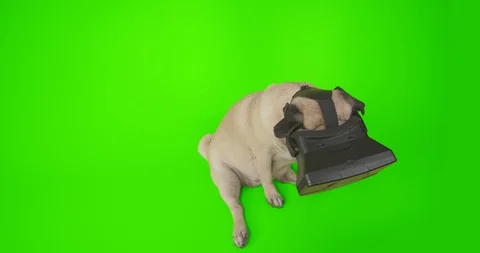 Funny pug dog using a virtual reality headset. Pet in VR gadget. Green screen 库存影片 128715015