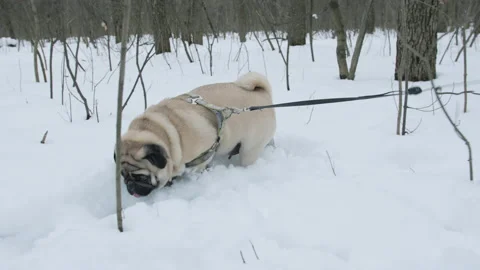Funny pug dog walking in the deep snow with the owner on a leash. Winter park. Stock-Footage 144351859