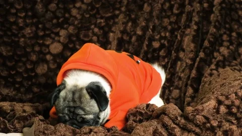 A funny pug in orange clothes eats a sausage in the house. Delicacies for dogs. Stock Footage 228605727