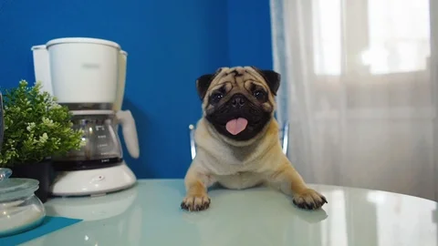 Funny pug sitting at the table Stock Footage 121658354