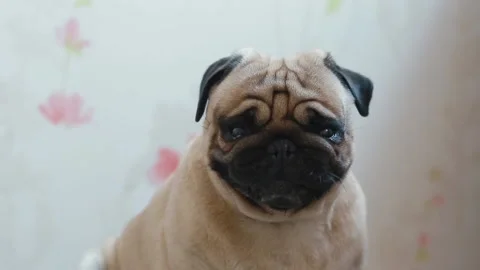 Funny pug yawns and licks its lips Stock Footage 162551853
