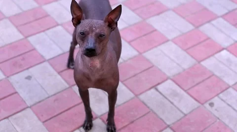 Funny Puppy attentively looking at the camera Stock Footage 53874426