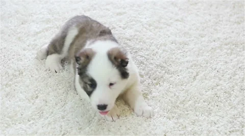 Funny puppy on the bed, slow motion Stock Footage 60449593