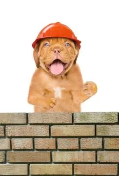 Funny puppy builder constructing a brick wall. Isolated on white background 스톡 사진