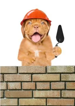 Funny puppy builder with a trowel constructing a brick wall. Isolated on whit 스톡 사진