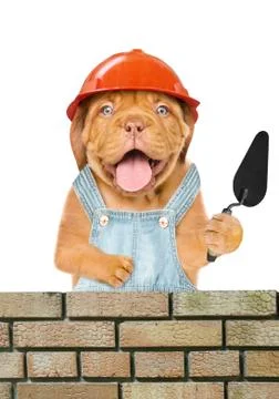 Funny puppy builder with a trowel constructing a brick wall. Isolated on whit Stock Photos