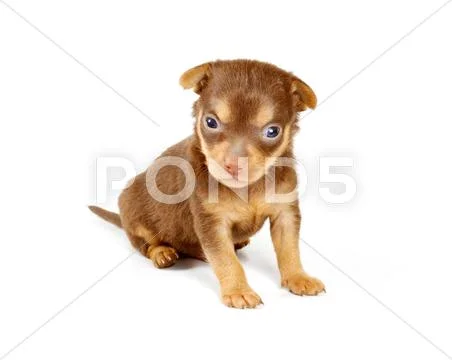 Funny puppy Chihuahua poses Stock Photos