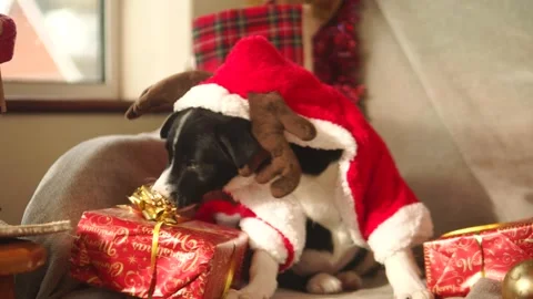 https://images.pond5.com/funny-puppy-dog-plays-christmas-footage-141845283_iconl.jpeg