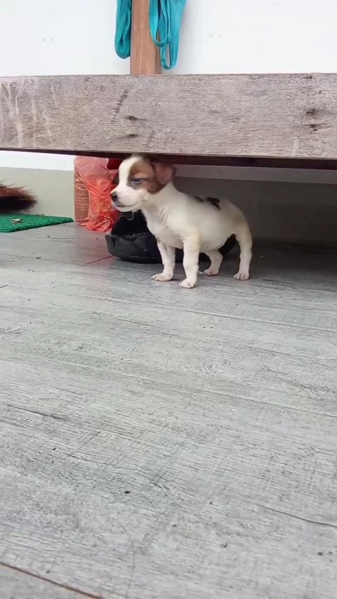 Funny puppy Stock Footage 321765635