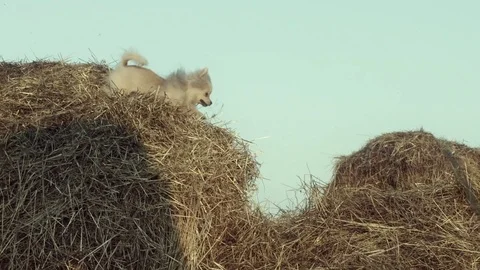 A funny puppy is jumping. Stock Footage 84187483