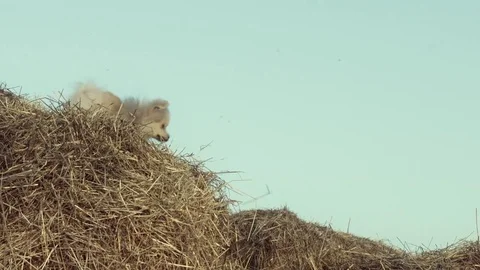 A funny puppy is jumping. 스톡 동영상 84187507