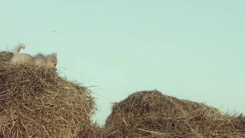 A funny puppy is jumping. Stock Footage 84187524